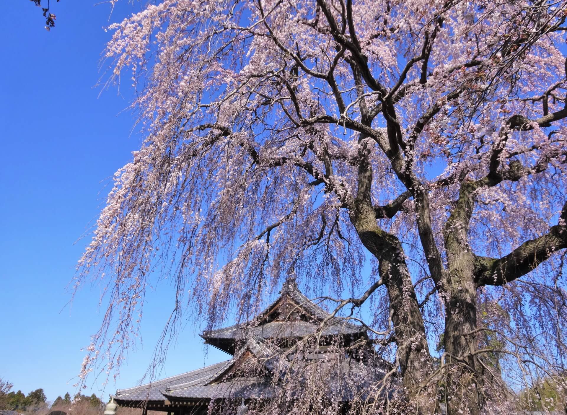 茨城県那珂市は豊かな自然が広がるベッドタウン！新築の注文住宅を建てるなら？